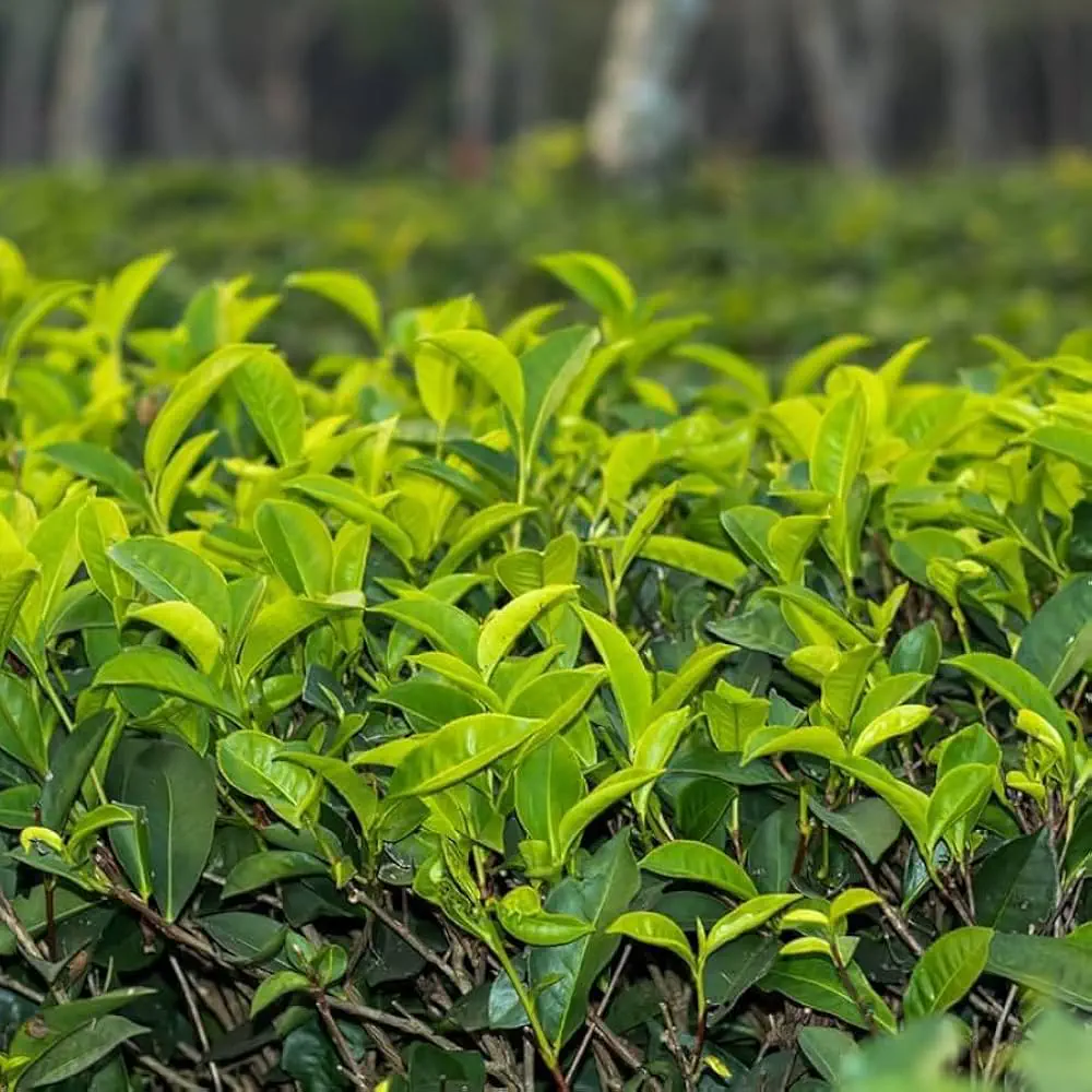 Indri Chai premium loose leaf tea collection
