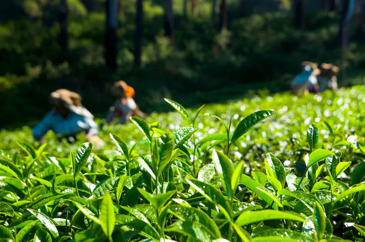 Assam tea garden where Indri Chai leaves are hand-picked